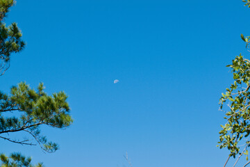 Fototapeta premium Moon in the daytime sky
