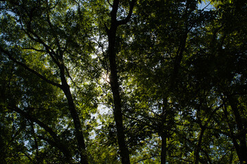 trees and sky