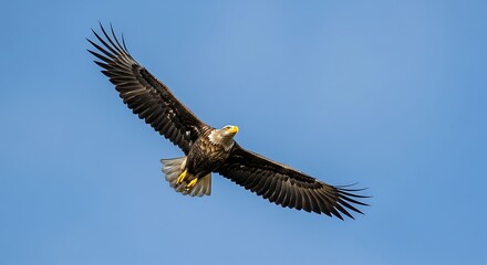 Obraz premium Powerful Bald Eagle soaring with wings spread wide against clear blue sky, capturing wild bird freedom and flight in natural habitat