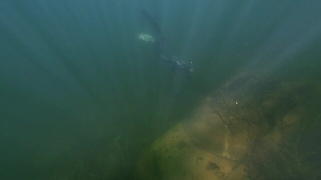 A diver cameraman descends onto a submerged car wreck and films a zander - Sander lucioperca - resting calmly on the hood. Silent freshwater lake scene. 