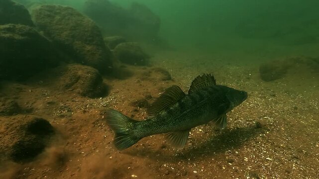 Zander &ndash; Sander lucioperca &ndash; resting on the lakebed suddenly takes off, illustrating alertness and predator instinct in a calm freshwater environment.