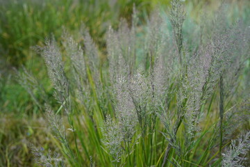 image of beautyful feather reed grass (calamagrostis brachytricha)