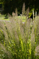 image of beautyful feather reed grass (calamagrostis brachytricha)