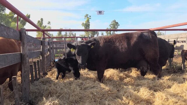 Black Angus cow and her calf in a corral. 4K