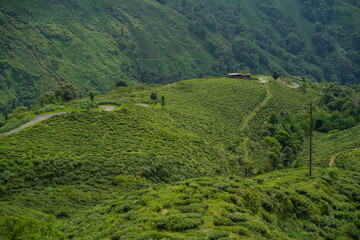 Tea gardens, Landscape and geo-natural diversity around Darjeeling