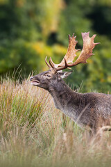 Fallow deer in the rut