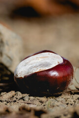 chestnut on wooden background