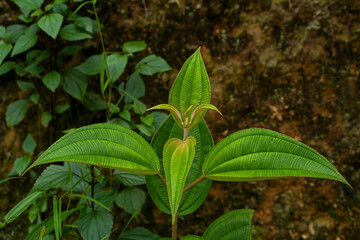 green leaves on the ground