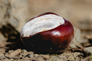 chestnut on the ground