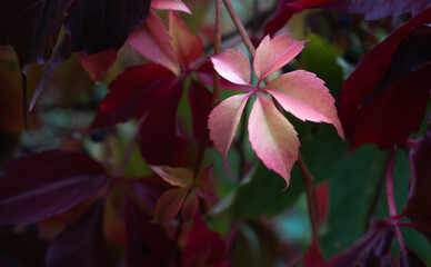 Close-up of red and pink autumn leaves with soft natural light, selective focus on single leaf, colorful fall foliage background