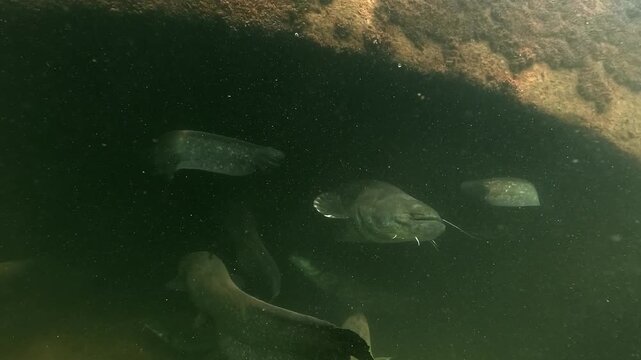 Wels catfish &ndash; Silurus glanis &ndash; gathered in front of a submerged bridge arch in a dam lake. Scene evokes predator behavior and remnants of a flooded village.