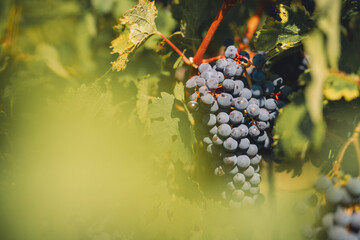 Blaue, reife Trauben in einem Weingarten im Burgenland, Region Neusiedlersee, Österreich