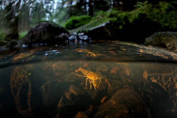 A european crayfish at the bottom of the shallow stream. An astacus astacus in its natural habitat. A rare species of crayfish found in European creeks.