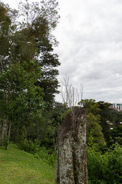 Vertical panorama showing forest vegetation and an ancient stone pillar in a green natural environment.