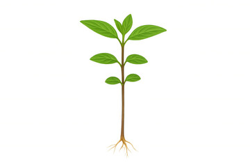 Fototapeta premium Young plant sprouting, green leaves growing on stem with visible roots, concept of new life and ecology