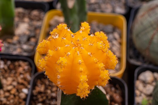 cactaceae, f&aacute;brica, pote, flor, naturaleza, verde, suculenta, espina, aislada, bot&aacute;nica, desierta, decoraciones, planta de interior, rosa, florecer, huerta, primavera, flora, tulipa, beldad, rojo, azu