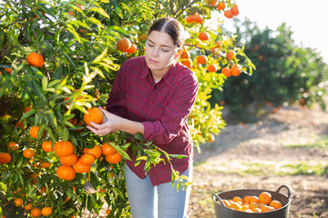 Hardworking farmer girl working in a fruit nursery plucks ripe tangerines from a tree