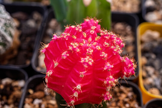 cactaceae, f&aacute;brica, pote, flor, naturaleza, verde, suculenta, espina, aislada, bot&aacute;nica, desierta, decoraciones, planta de interior, rosa, florecer, huerta, primavera, flora, tulipa, beldad, rojo, azu