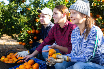 Portrait of three hardworking farmers squatting near the harvested tangerines in the fruit nursery