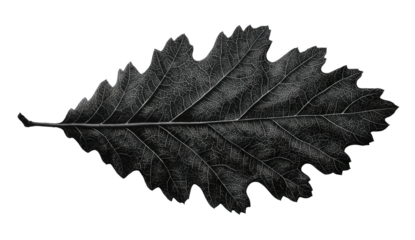 Monochrome oak leaf, textured surface, defined veins against a black background