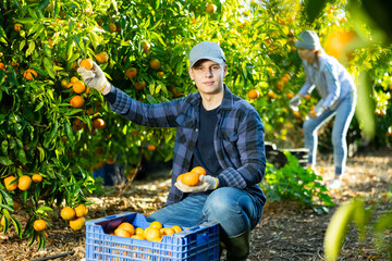 Hardworking farmer guy working ina fruit nursery plucks ripe tangerines, putting fruit in a crate