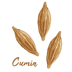 cumin in watercolor illustration style, isolated vector on white background