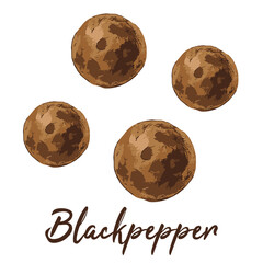 blackpepper in watercolor illustration style, isolated vector on white background