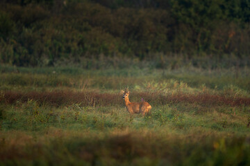 A roe deer in its native habitat. This is a deer during its rutting season.