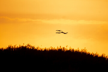 Common cranes are flying in the sky. A cranes in the Polish countryside. The cranes are flying during their annual migration.