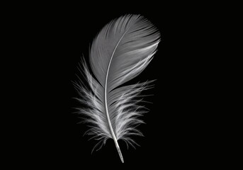 Obraz premium Isolated Delicate White Feather with Dramatic Rim Lighting on Black 