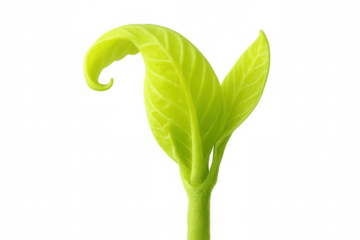 Young green plant sprout emerging, symbolizing new life, growth, and fresh beginnings on transparent background