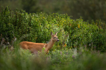 A roe deer in its native habitat. This is a deer during its rutting season.