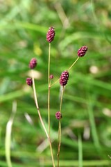 Great burnet (Sangisorba officinalia). Rosaceae perennial. Dark reddish-purple flowers bloom in spikes in autumn. Young leaves are edible and the roots are used as a medicinal herb.
