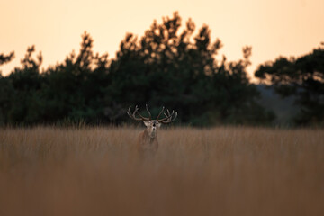 A red deer is in the meadow during rutting season. A deer roars in the grassland. 
