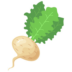 A Single Fresh Turnip Vegetable With Green Leafy Tops and a Root Isolated on a Transparent Background