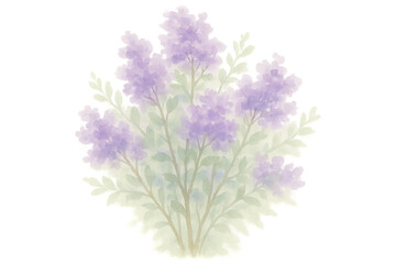 Naklejka premium Lilac flowers in watercolor illustration, pastel purple blooming botanical artwork on transparent background