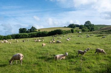 Obraz premium sheep in lush green english national park exmoor