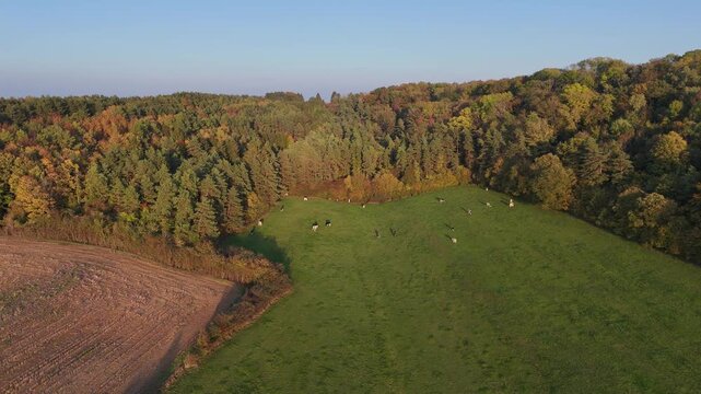 vue a&eacute;rienne panoramique de champs labour&eacute;s en automne avec une for&ecirc;t au feuillage multicolores en fond et unciel bleu au dessus. 