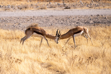Telephoto shot of two Impalas - Aepyceros melampus- engaging in a head-to-head fight.