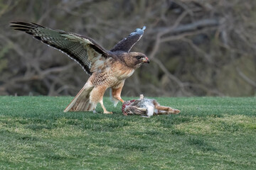 Cooper's Hawk with prey