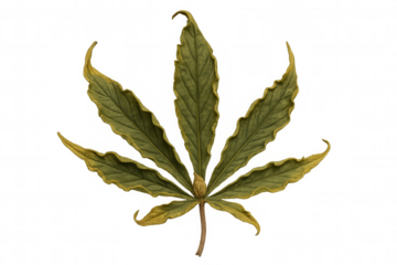 Dried cannabis leaf with visible veins and texture, presenting a muted green and yellow color scheme, on transparent background
