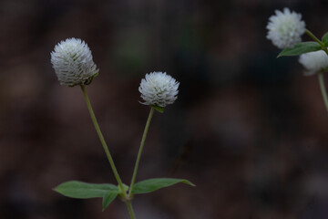 White gomphrena flowers