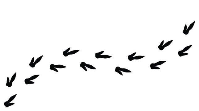 ostrich bird tracks footprints on transparent background, path, isolated simple flat style	
