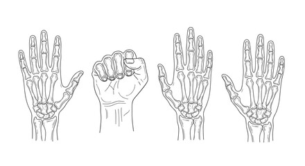 Illustration of four hands showing bones and a closed fist view