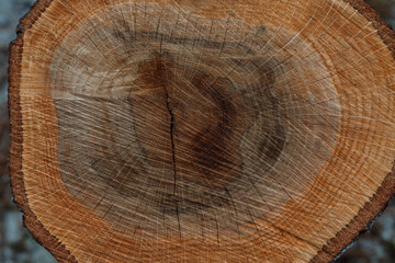 Naklejka premium Cut Oak Log Cross Section with Tree Rings