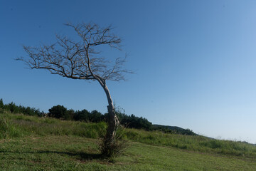 제주 따라비오름의 나홀로나무