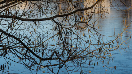 Bare willow branches frame a city pond with first ice, reflecting the blue sky and blurred buildings. Atmospheric urban winter scene in Narva, Estonia.