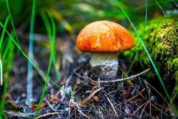 Tasty Edible Mushroom Close-up in the Forest