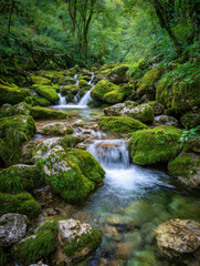 Obraz premium Serene forest stream cascading over moss-covered rocks surrounded by lush green trees in a tranquil natural woodland setting with crystal-clear water flowing gently