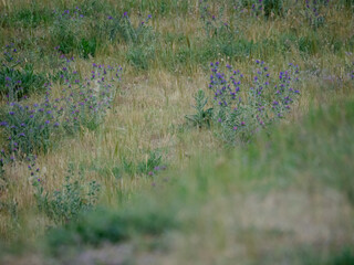 Hazy mediterranean vegetation landscape, bushes with purple flowers and light colored grasses on a hill, a frontal blur shows the depth of the landscape 